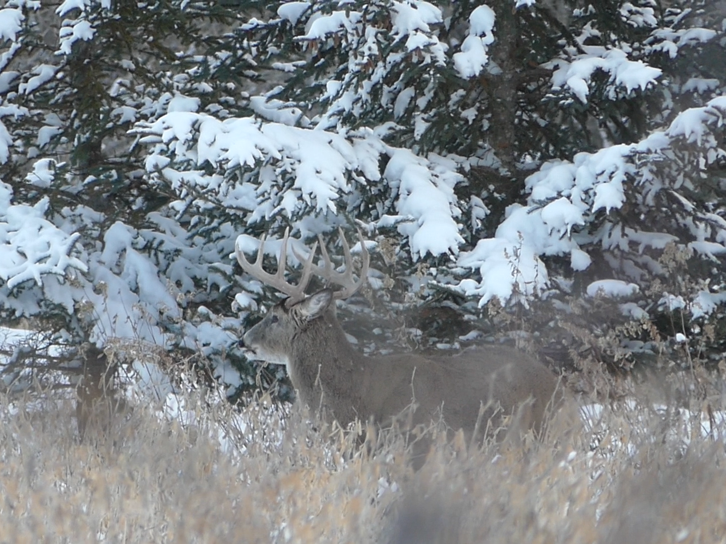 Animal Watching Animal Watching